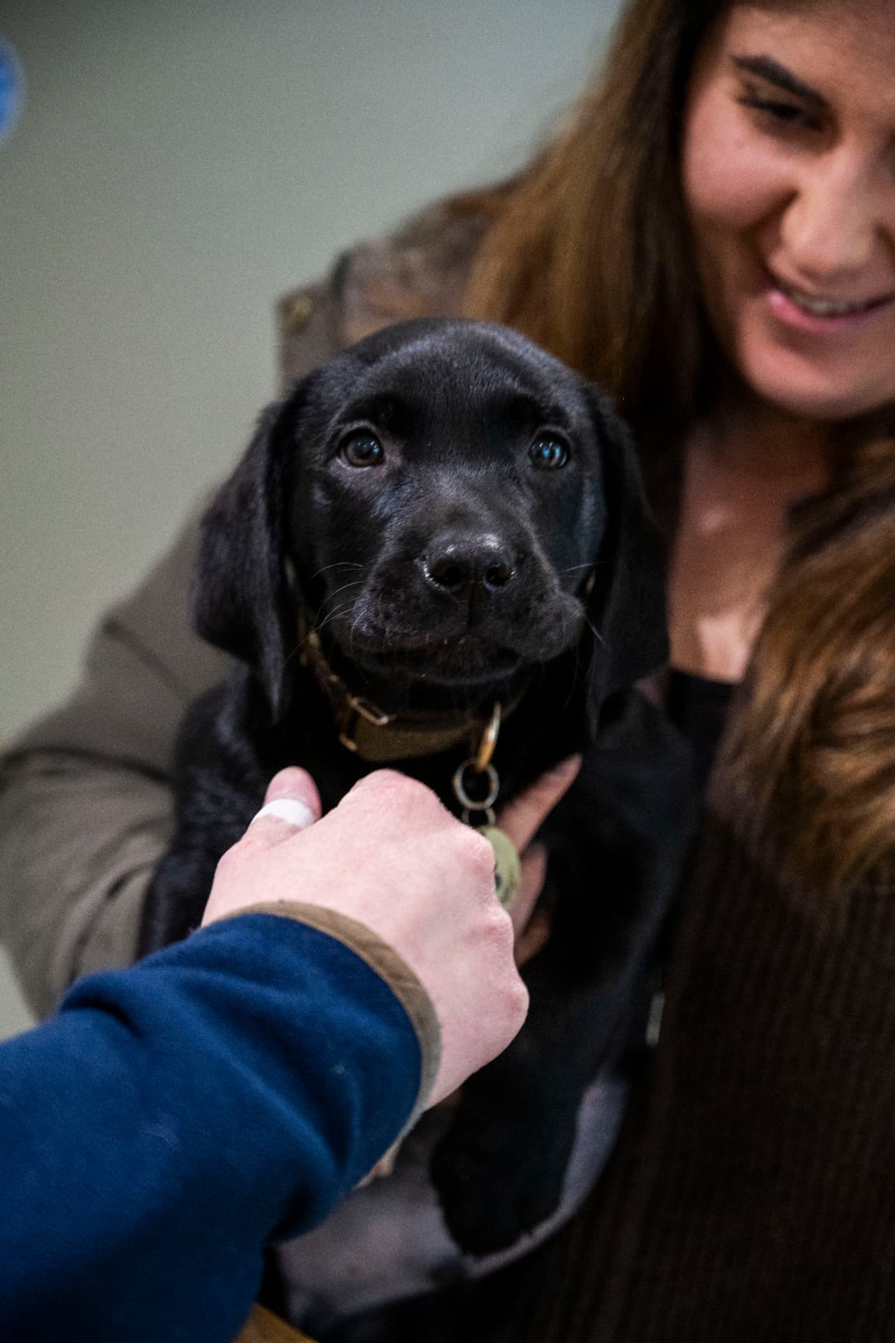 Black Labrador puppy being examined while its owner holds it