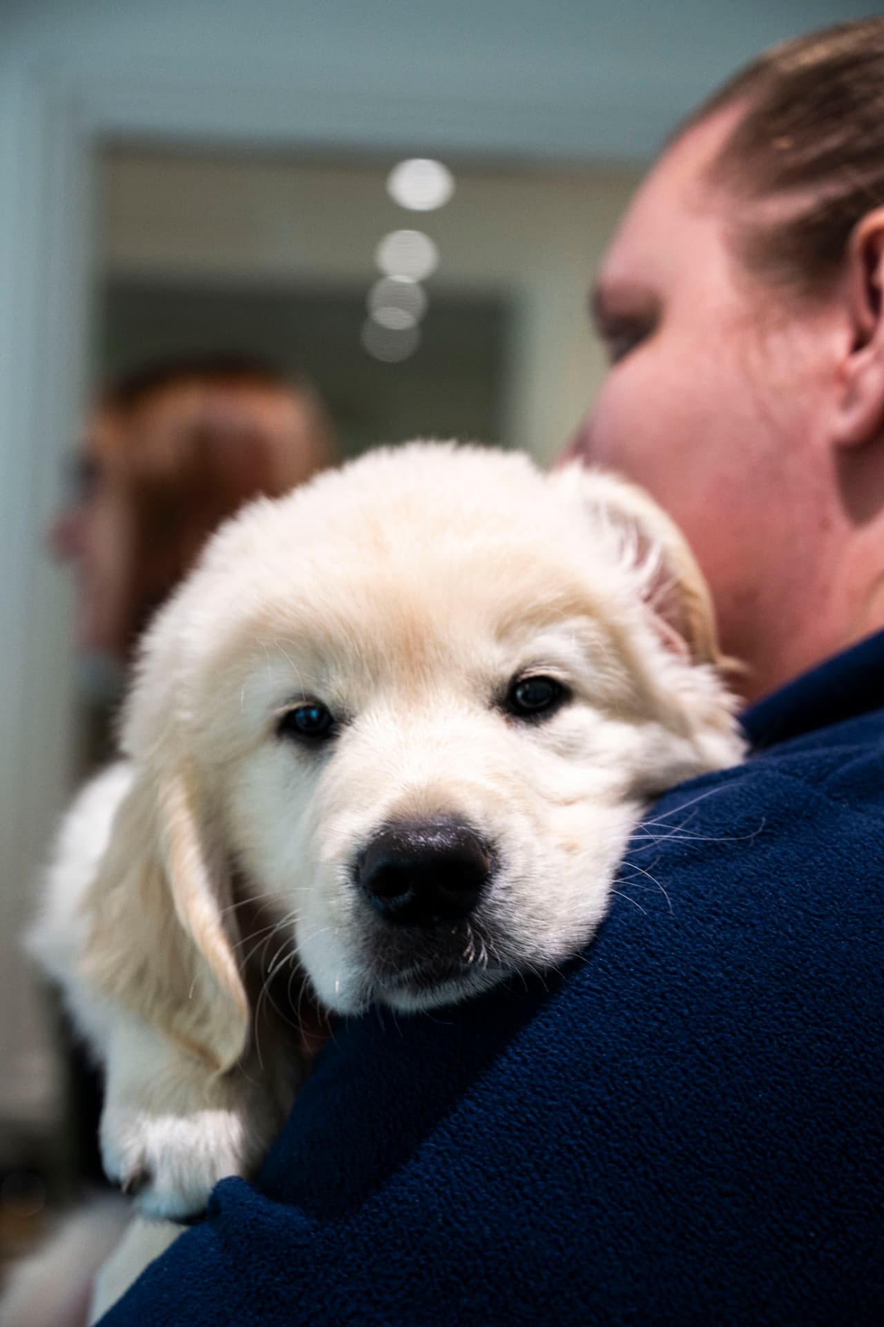 Golden retriever puppy being held by a veterinary team member
