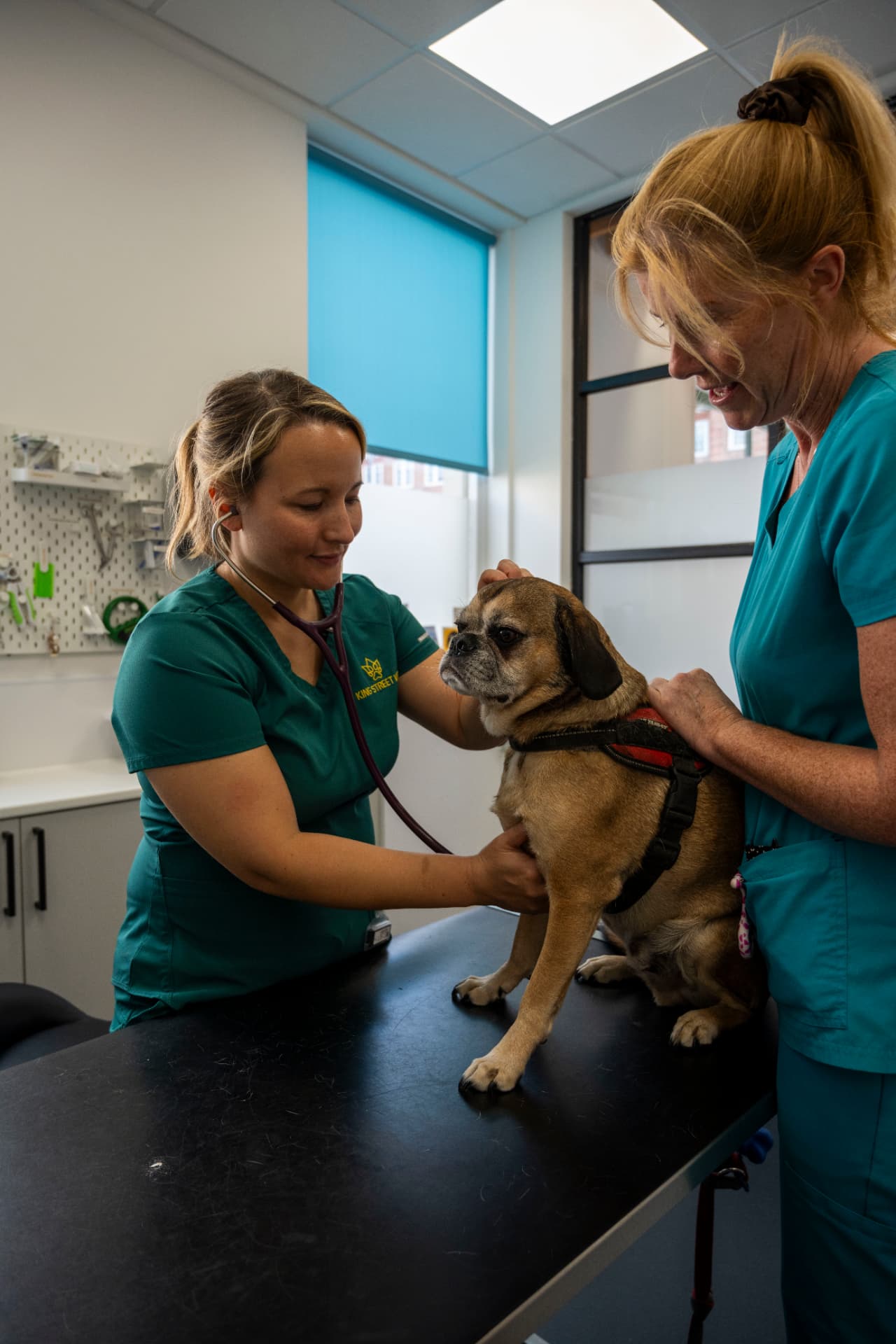 Vets examining a dog in the consulting room